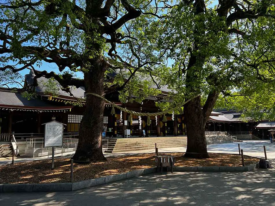 Camphor Tree Couple Meoto - What to See Meiji Jingu